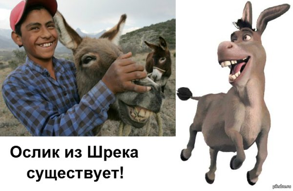 Осел Шрек