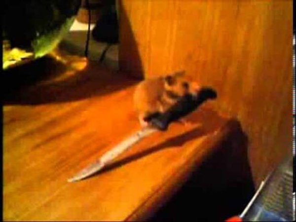 Мышка с ножиком