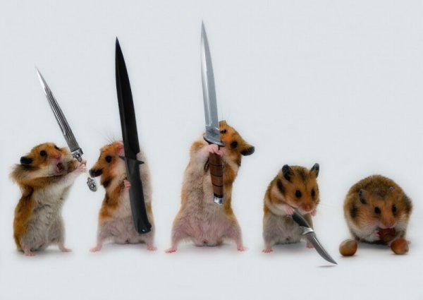 Боевой хомяк