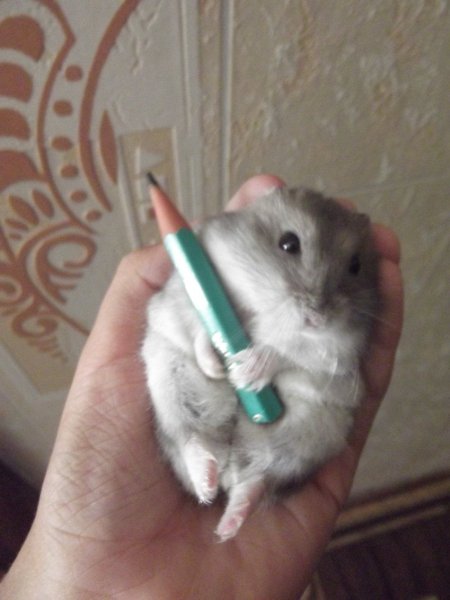 Джунгарский хомяк злой