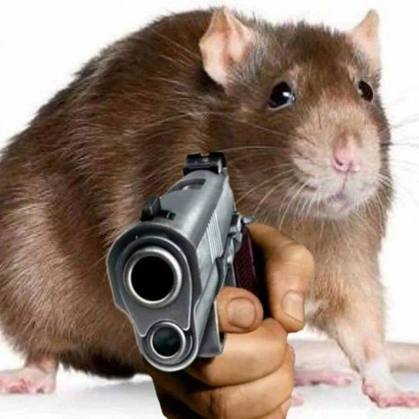 Крыса с пистолетом