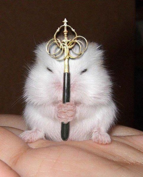 Смешные хомяки