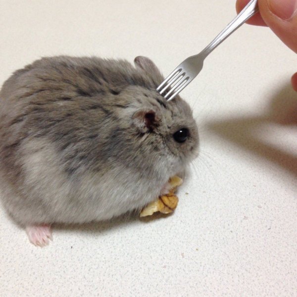 Хомяк и вилка ай Мем