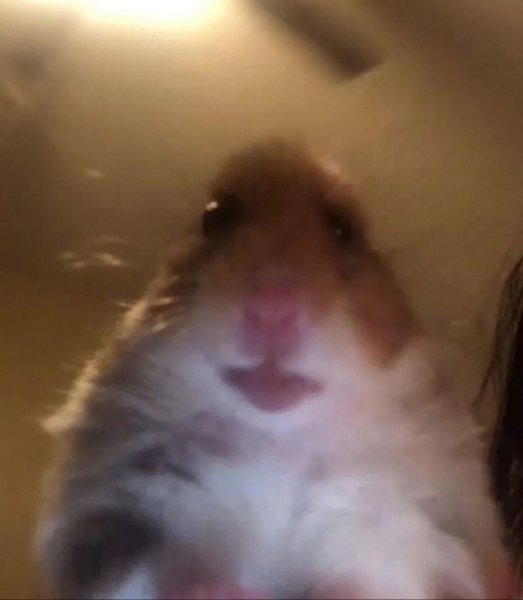 Упоротый хомяк