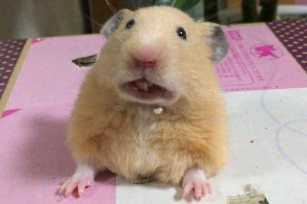 Тупой хомяк