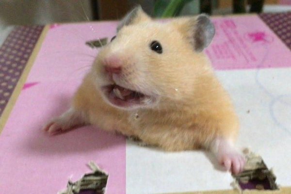 Упоротый хомяк