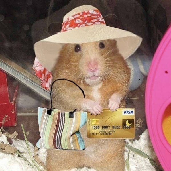 Хомяк прикольный