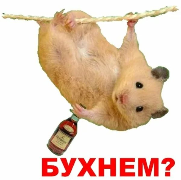 Хомячки мемы