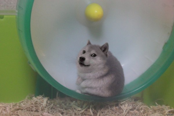 Хомяк смешной упоротый