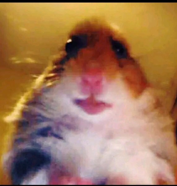 Смешные хомяки