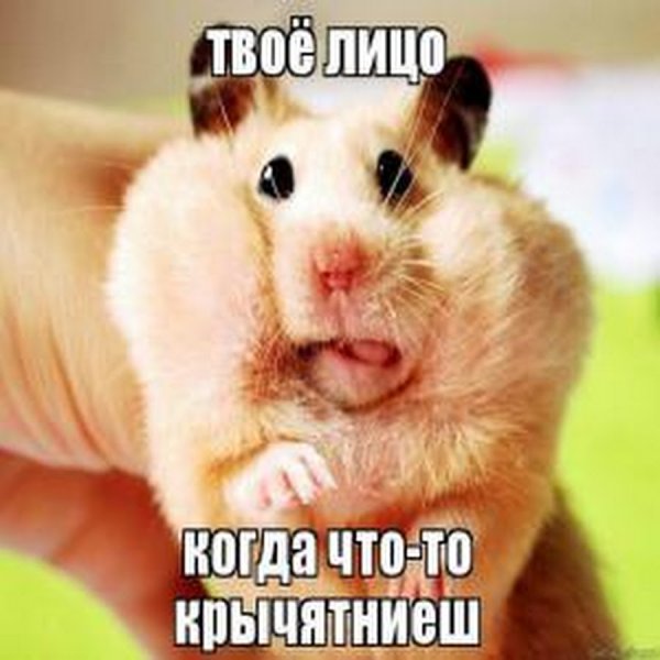 Хомяк Мем