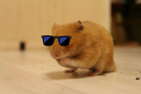 Хомяк на аву