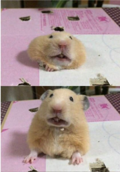 Упоротый хомяк