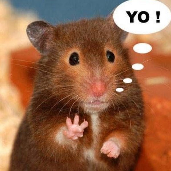 Привет крыса