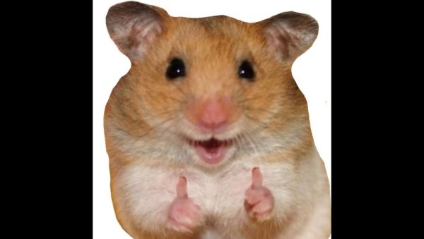 Смешные хомяки