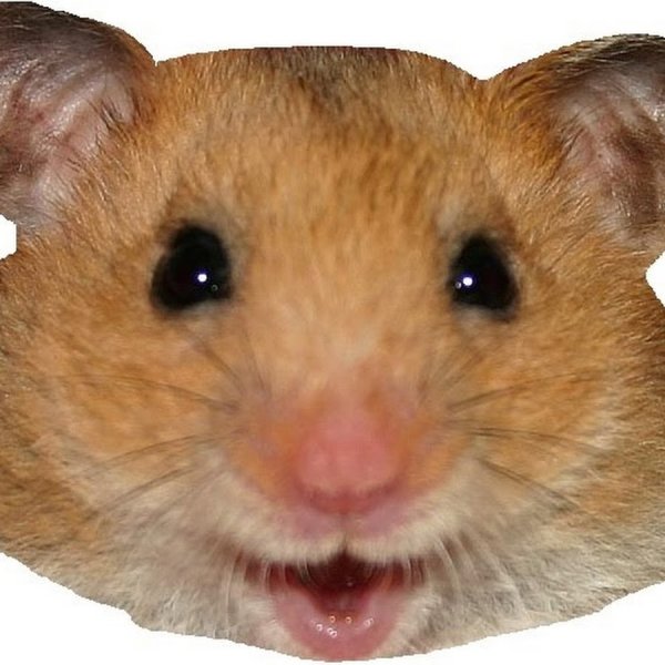 Смешные хомяки