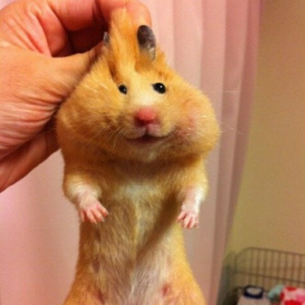 Хомяк показывает два пальца