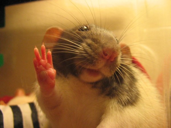 Улыбка крысы