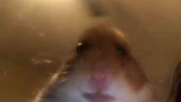 Хомяк с двумя пальцами