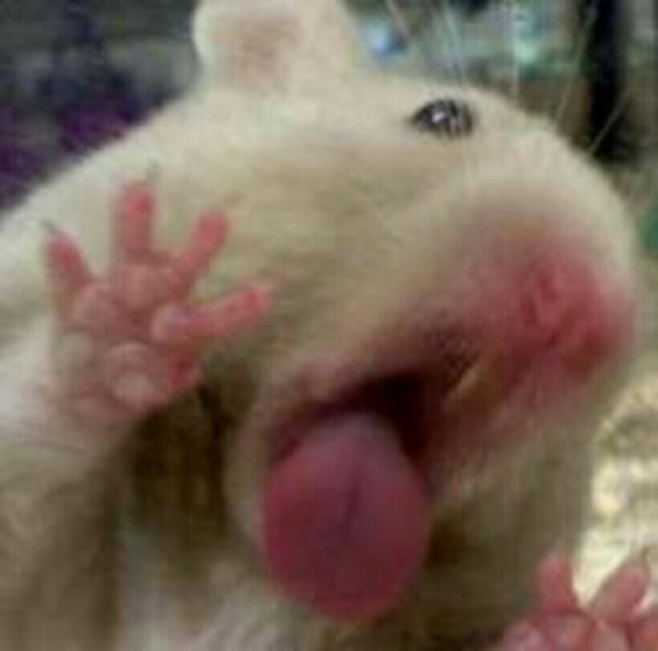 Хомяк облизывающий стекло