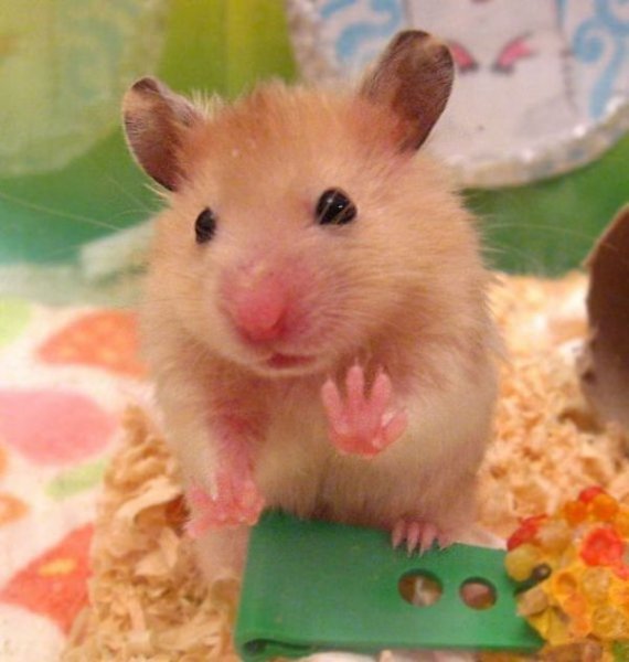 Лапки хомячка