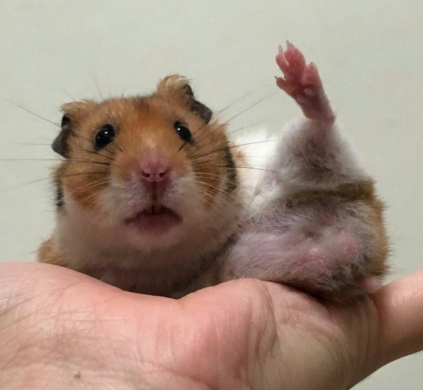 Милые хомячки