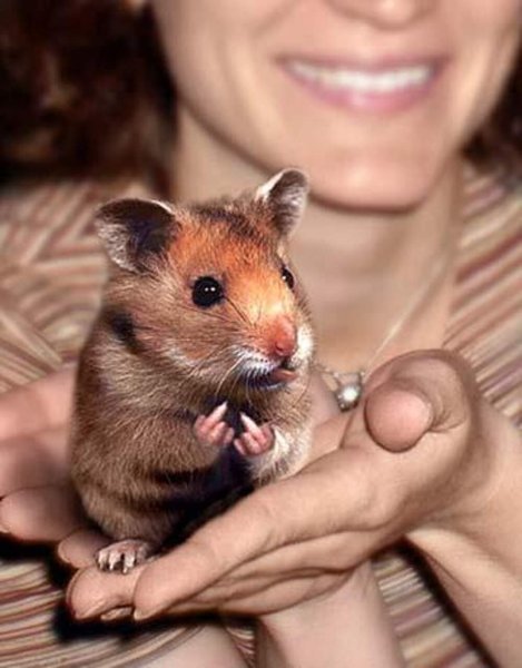 Показать хомяка