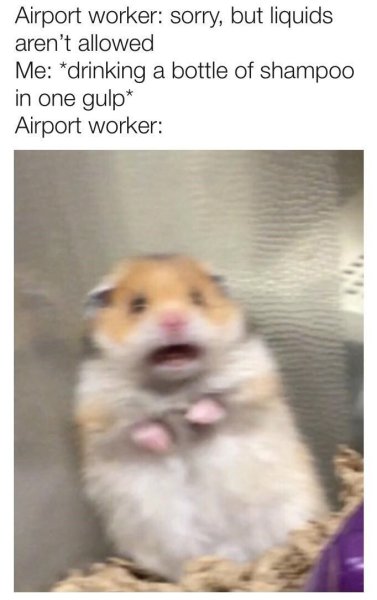 Смешные хомяки