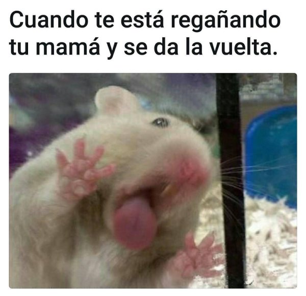 Хомяк лижет стекло