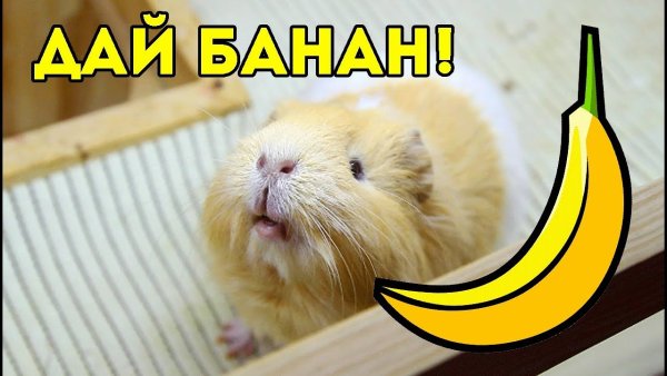 Хомяк ест банан