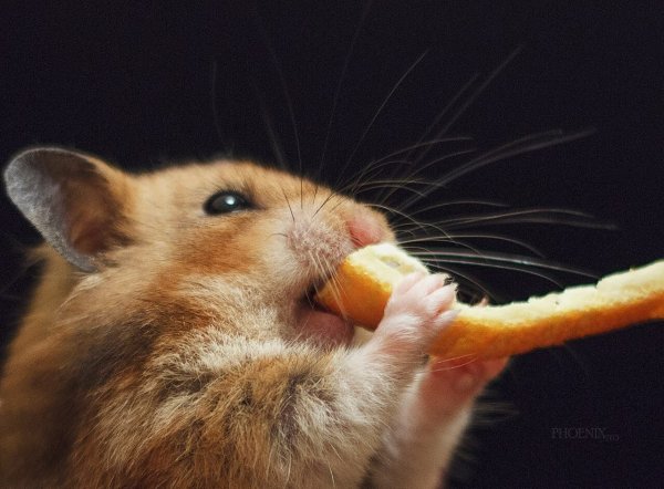 Хомяк с полным ртом