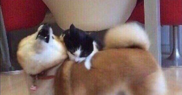 Мемы про Кусь