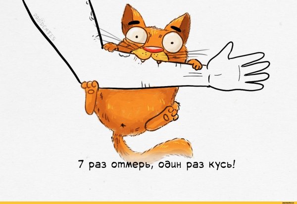 Смешной кот