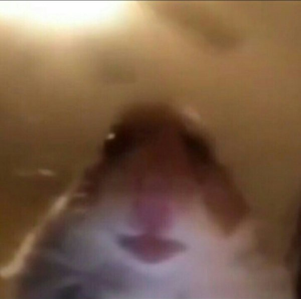 Хомяк селфи