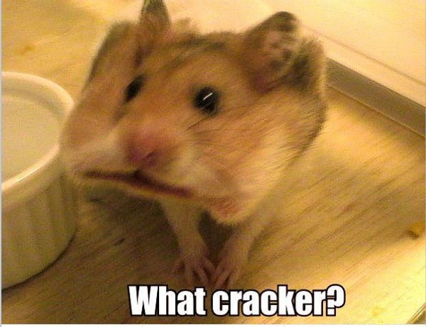 Упоротый хомяк