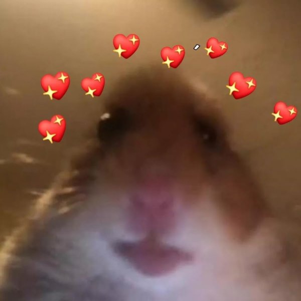 Хомяк селфи