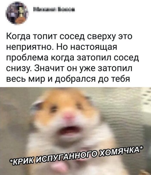 Крик испуганного хомячка