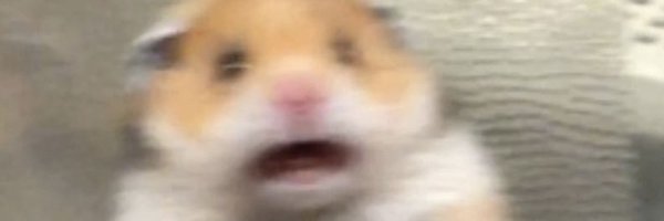 Хомяка испугали