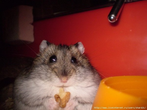 Хомяк испугался