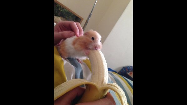 Хомяк и банан