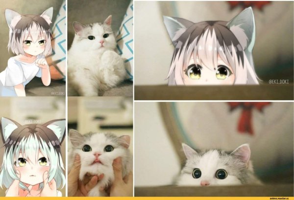 Аниме котики