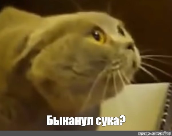 Кот БЫКАНУЛ Мем