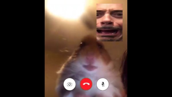 Хомяк FACETIME