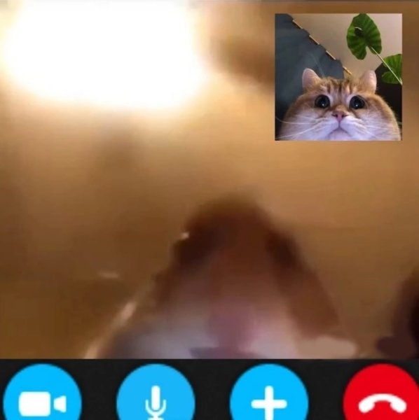 Хомяк видеосвязь