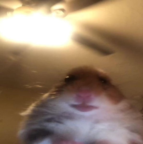 Хомяк в камере