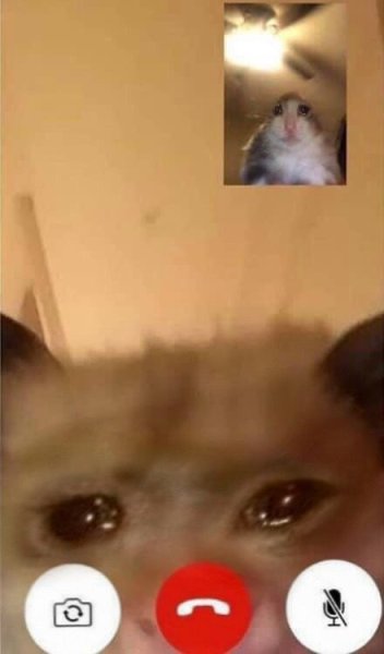 Хомяк по ВИДЕОЗВОНКУ