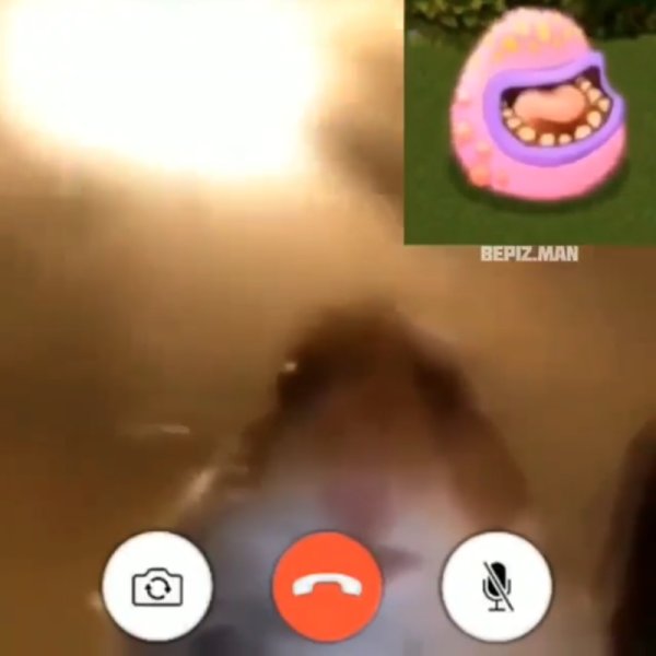 Хомяк в Вебкамере Мем