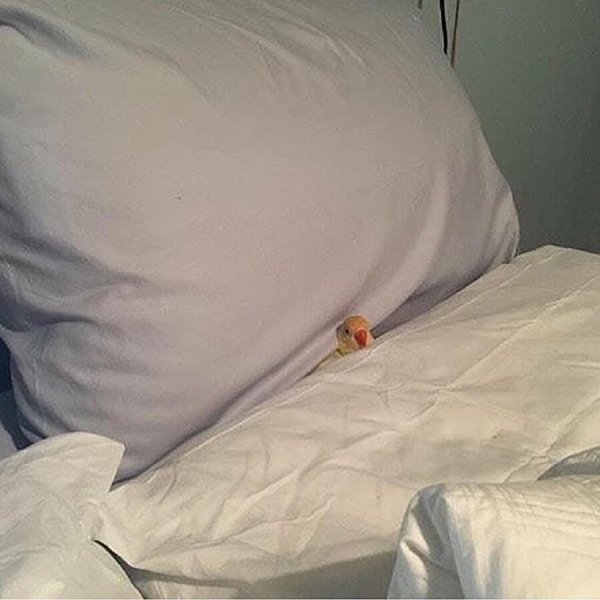 Попугай под одеялом