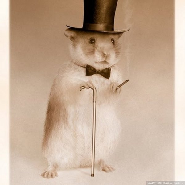 Хомяк в цилиндре