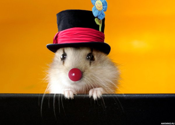 Смешной хомячок в шляпе